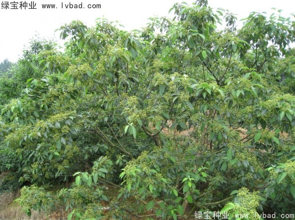 <a href='http://www.njszjj.com/linmuzhongzi/2220.html' target='_blank'>光皮樹種子</a>