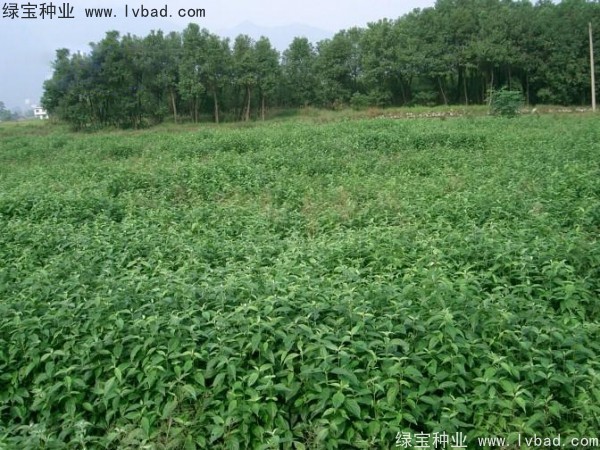 <a href='http://www.njszjj.com/linmuzhongzi/2220.html' target='_blank'>光皮樹</a><a href='http://www.njszjj.com/' target='_blank'>種子</a>