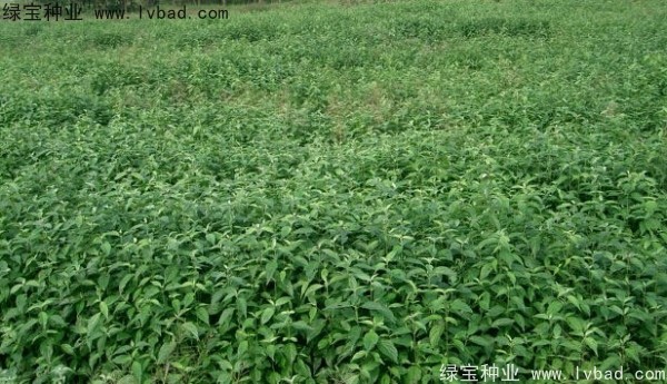 <a href='http://www.njszjj.com/linmuzhongzi/2220.html' target='_blank'>光皮樹種子</a>