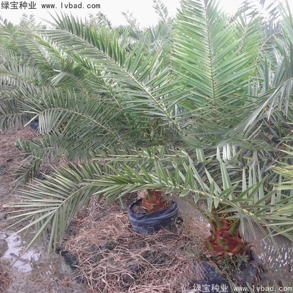 <a href='http://www.njszjj.com/linmuzhongzi/2221.html' target='_blank'>加拿利海棗種子</a>