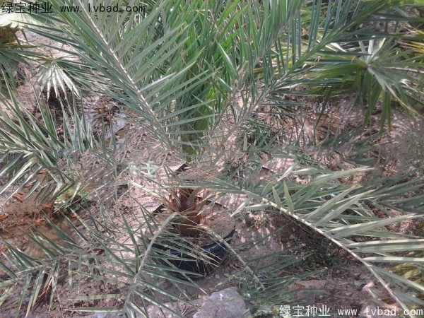 <a href='http://www.njszjj.com/linmuzhongzi/2221.html' target='_blank'>加拿利海棗種子</a>