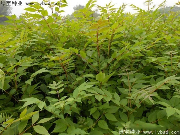 <a href='http://www.njszjj.com/linmuzhongzi/2222.html' target='_blank'>黃菠蘿種子</a>