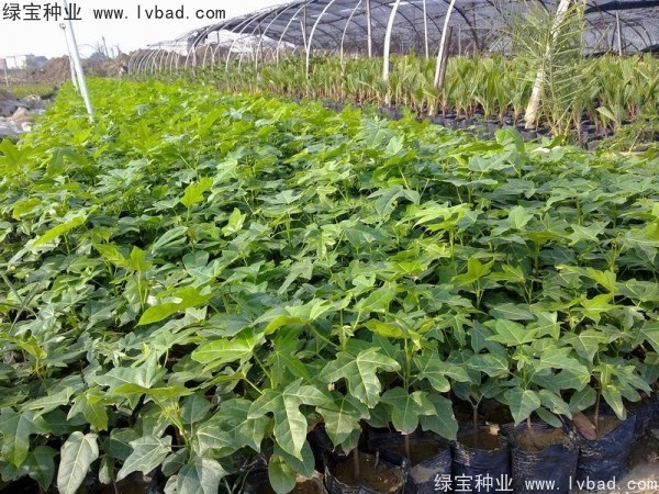 <a href='http://www.njszjj.com/linmuzhongzi/2223.html' target='_blank'>火焰木種子</a>