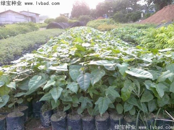 <a href='http://www.njszjj.com/linmuzhongzi/2223.html' target='_blank'>火焰木</a><a href='http://www.njszjj.com/' target='_blank'>種子</a>