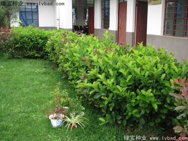 <a href='http://www.njszjj.com/linmuzhongzi/2225.html' target='_blank'>莢蒾種子</a>