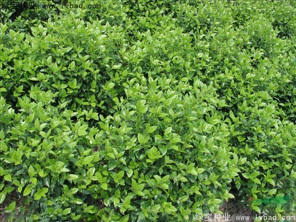 <a href='http://www.njszjj.com/linmuzhongzi/2225.html' target='_blank'>莢蒾種子</a>
