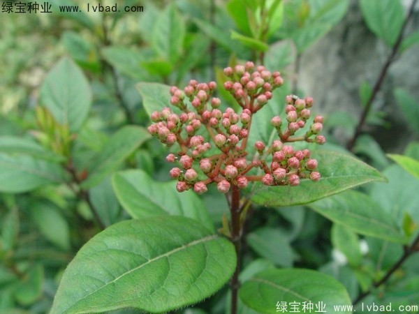 <a href='http://www.njszjj.com/linmuzhongzi/2225.html' target='_blank'>莢蒾種子</a>