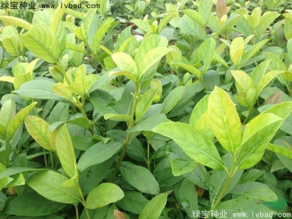 莢蒾<a href='http://www.njszjj.com/' target='_blank'>種子</a>