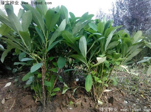 <a href='http://www.njszjj.com/linmuzhongzi/2226.html' target='_blank'>結(jié)香種子</a>