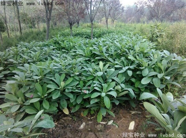 <a href='http://www.njszjj.com/linmuzhongzi/2226.html' target='_blank'>結(jié)香</a><a href='http://www.njszjj.com/' target='_blank'>種子</a>