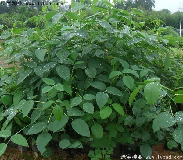 <a href='http://www.njszjj.com/linmuzhongzi/2227.html' target='_blank'>刺桐</a><a href='http://www.njszjj.com/' target='_blank'>種子</a>