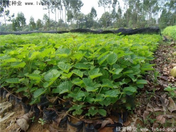 <a href='http://www.njszjj.com/linmuzhongzi/2227.html' target='_blank'>刺桐種子</a>
