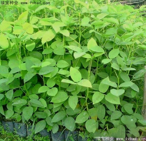 <a href='http://www.njszjj.com/linmuzhongzi/2227.html' target='_blank'>刺桐種子</a>
