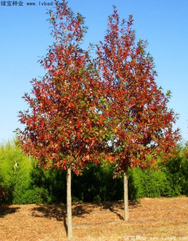 <a href='http://www.njszjj.com/linmuzhongzi/2228.html' target='_blank'>櫟樹</a>