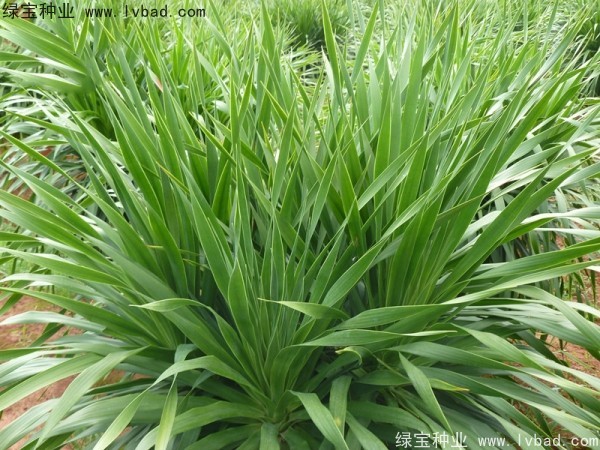 <a href='http://www.njszjj.com/linmuzhongzi/2230.html' target='_blank'>龍血樹(shù)</a><a href='http://www.njszjj.com/' target='_blank'>種子</a>