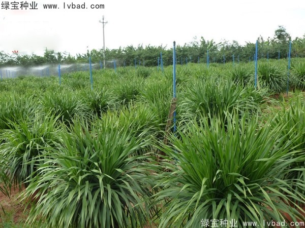 <a href='http://www.njszjj.com/linmuzhongzi/2230.html' target='_blank'>龍血樹(shù)種子</a>