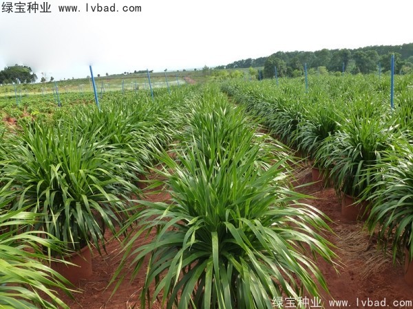 龍血樹(shù)<a href='http://www.njszjj.com/' target='_blank'>種子</a>