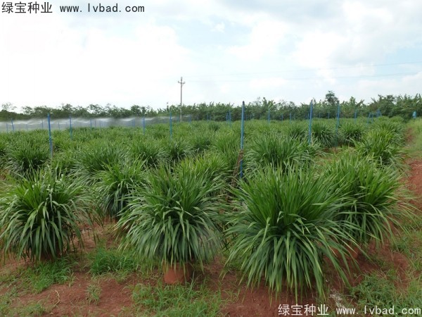 龍血樹(shù)<a href='http://www.njszjj.com/' target='_blank'>種子</a>