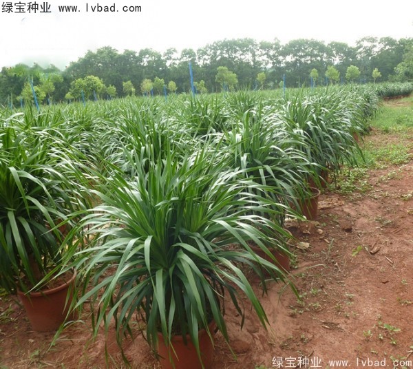 <a href='http://www.njszjj.com/linmuzhongzi/2230.html' target='_blank'>龍血樹(shù)種子</a>