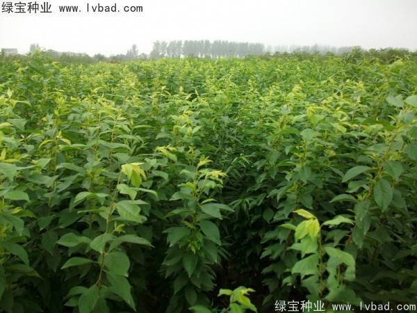 <a href='http://www.njszjj.com/linmuzhongzi/2231.html' target='_blank'>李子種子</a>