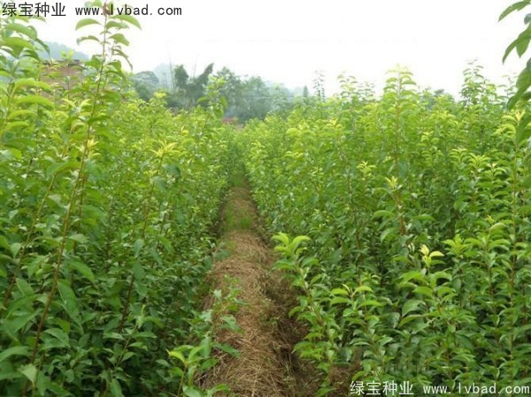李子<a href='http://www.njszjj.com/' target='_blank'>種子</a>