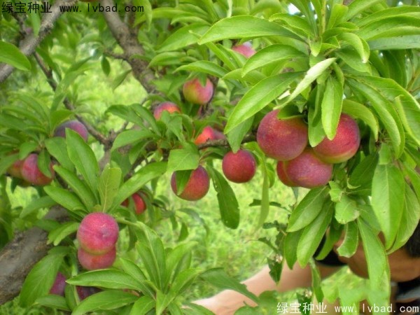 <a href='http://www.njszjj.com/linmuzhongzi/2231.html' target='_blank'>李子種子</a>