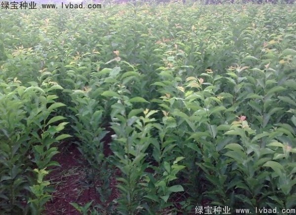 李子<a href='http://www.njszjj.com/' target='_blank'>種子</a>