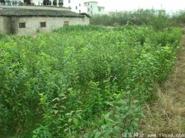 李子<a href='http://www.njszjj.com/' target='_blank'>種子</a>