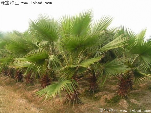 <a href='http://www.njszjj.com/linmuzhongzi/2232.html' target='_blank'>老人葵</a><a href='http://www.njszjj.com/' target='_blank'>種子</a>