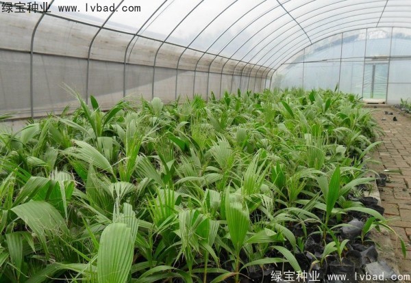 <a href='http://www.njszjj.com/linmuzhongzi/2232.html' target='_blank'>老人葵種子</a>