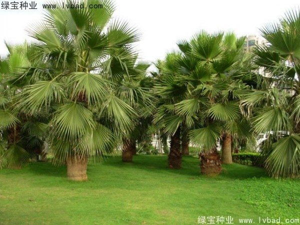<a href='http://www.njszjj.com/linmuzhongzi/2232.html' target='_blank'>老人葵種子</a>