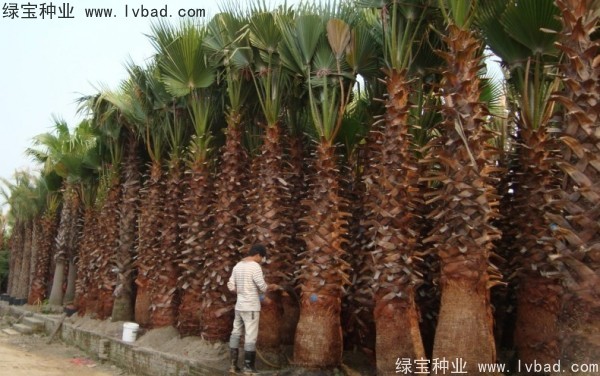 <a href='http://www.njszjj.com/linmuzhongzi/2232.html' target='_blank'>老人葵</a><a href='http://www.njszjj.com/' target='_blank'>種子</a>