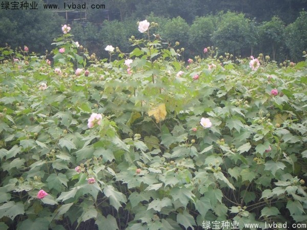 木芙蓉<a href='http://www.njszjj.com/' target='_blank'>種子</a>