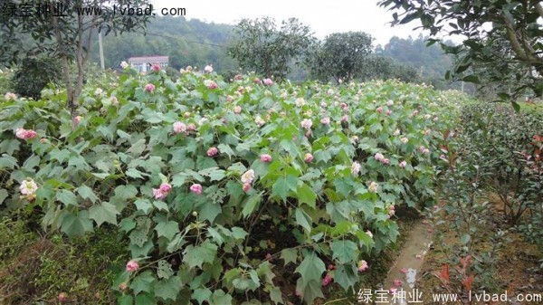 <a href='http://www.njszjj.com/linmuzhongzi/2233.html' target='_blank'>木芙蓉</a><a href='http://www.njszjj.com/' target='_blank'>種子</a>