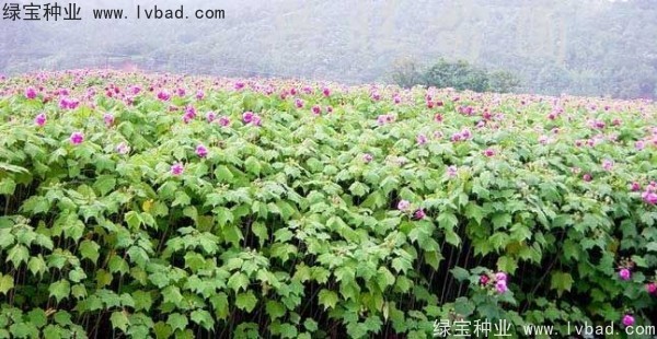 <a href='http://www.njszjj.com/linmuzhongzi/2233.html' target='_blank'>木芙蓉</a><a href='http://www.njszjj.com/' target='_blank'>種子</a>