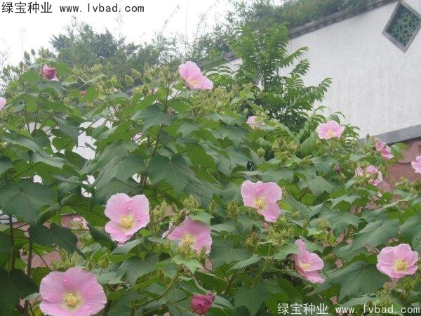 <a href='http://www.njszjj.com/linmuzhongzi/2233.html' target='_blank'>木芙蓉種子</a>