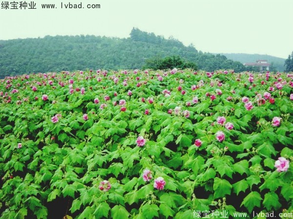 <a href='http://www.njszjj.com/linmuzhongzi/2233.html' target='_blank'>木芙蓉種子</a>