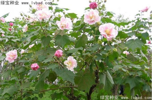<a href='http://www.njszjj.com/linmuzhongzi/2233.html' target='_blank'>木芙蓉種子</a>