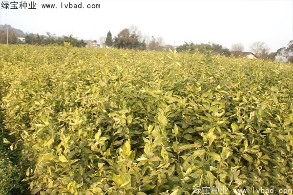 <a href='http://www.njszjj.com/linmuzhongzi/2234.html' target='_blank'>檸檬種子</a>
