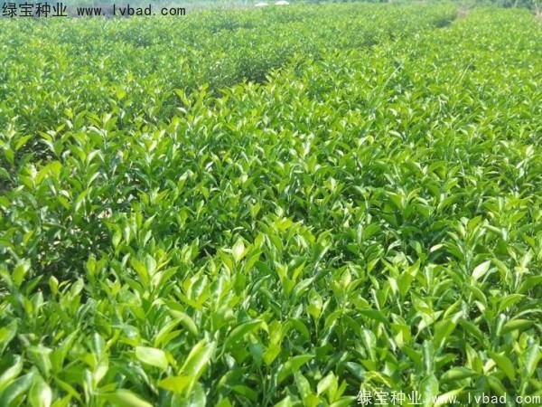 <a href='http://www.njszjj.com/linmuzhongzi/2234.html' target='_blank'>檸檬</a><a href='http://www.njszjj.com/' target='_blank'>種子</a>
