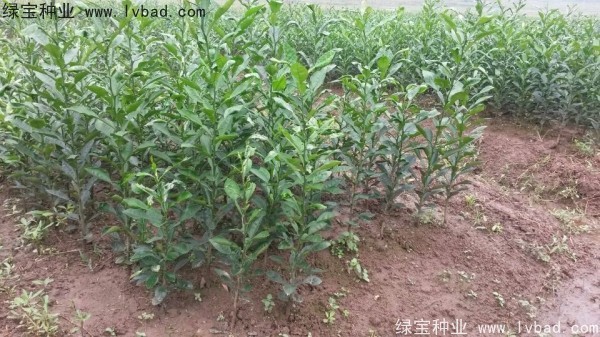 <a href='http://www.njszjj.com/linmuzhongzi/2234.html' target='_blank'>檸檬</a><a href='http://www.njszjj.com/' target='_blank'>種子</a>