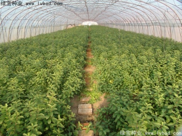 <a href='http://www.njszjj.com/linmuzhongzi/2235.html' target='_blank'>歐李</a><a href='http://www.njszjj.com/' target='_blank'>種子</a>