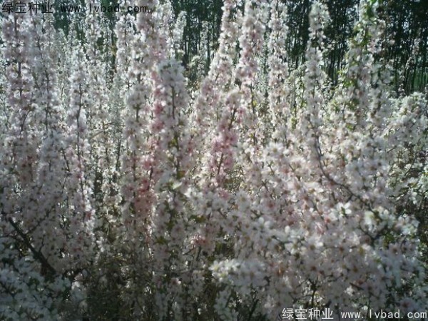 歐李<a href='http://www.njszjj.com/' target='_blank'>種子</a>