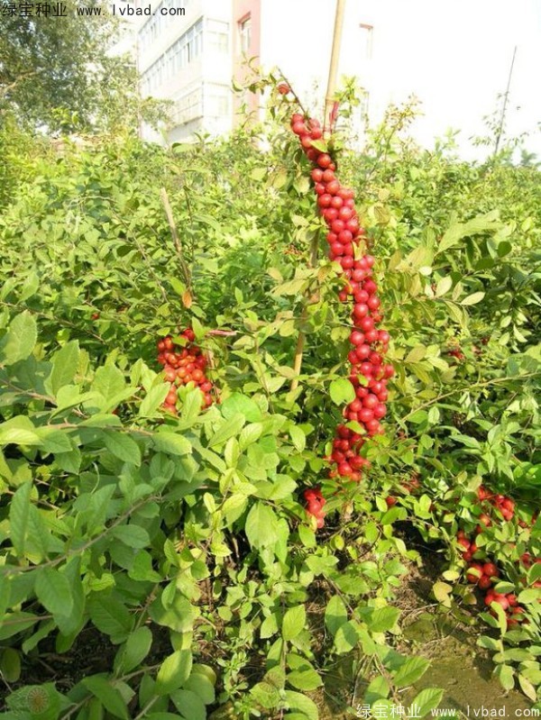 歐李<a href='http://www.njszjj.com/' target='_blank'>種子</a>