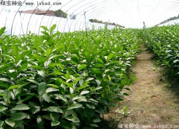 <a href='http://www.njszjj.com/linmuzhongzi/2235.html' target='_blank'>歐李種子</a>