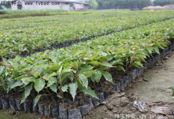 <a href='http://www.njszjj.com/linmuzhongzi/2237.html' target='_blank'>菩提子種子</a>