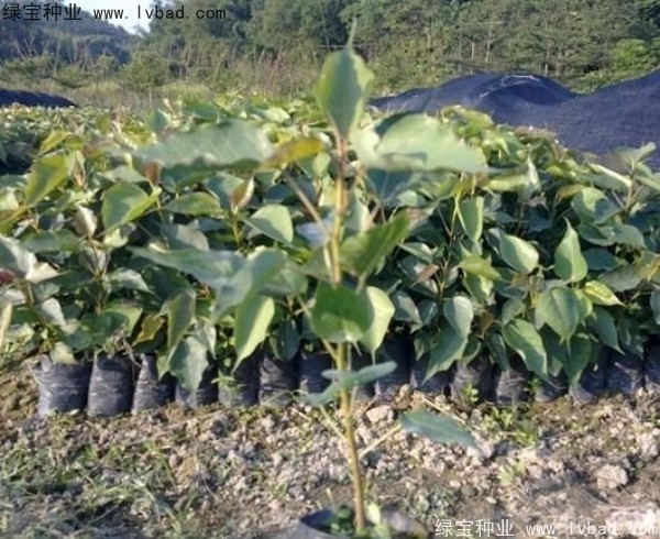 <a href='http://www.njszjj.com/linmuzhongzi/2237.html' target='_blank'>菩提子</a><a href='http://www.njszjj.com/' target='_blank'>種子</a>
