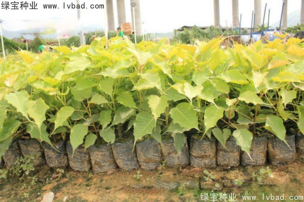 <a href='http://www.njszjj.com/linmuzhongzi/2237.html' target='_blank'>菩提子</a>種子