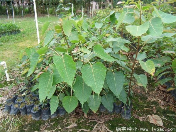 <a href='http://www.njszjj.com/linmuzhongzi/2237.html' target='_blank'>菩提子</a><a href='http://www.njszjj.com/' target='_blank'>種子</a>