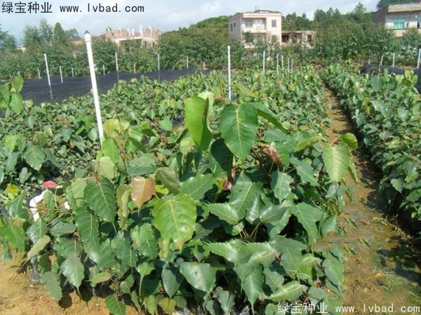 <a href='http://www.njszjj.com/linmuzhongzi/2237.html' target='_blank'>菩提子種子</a>